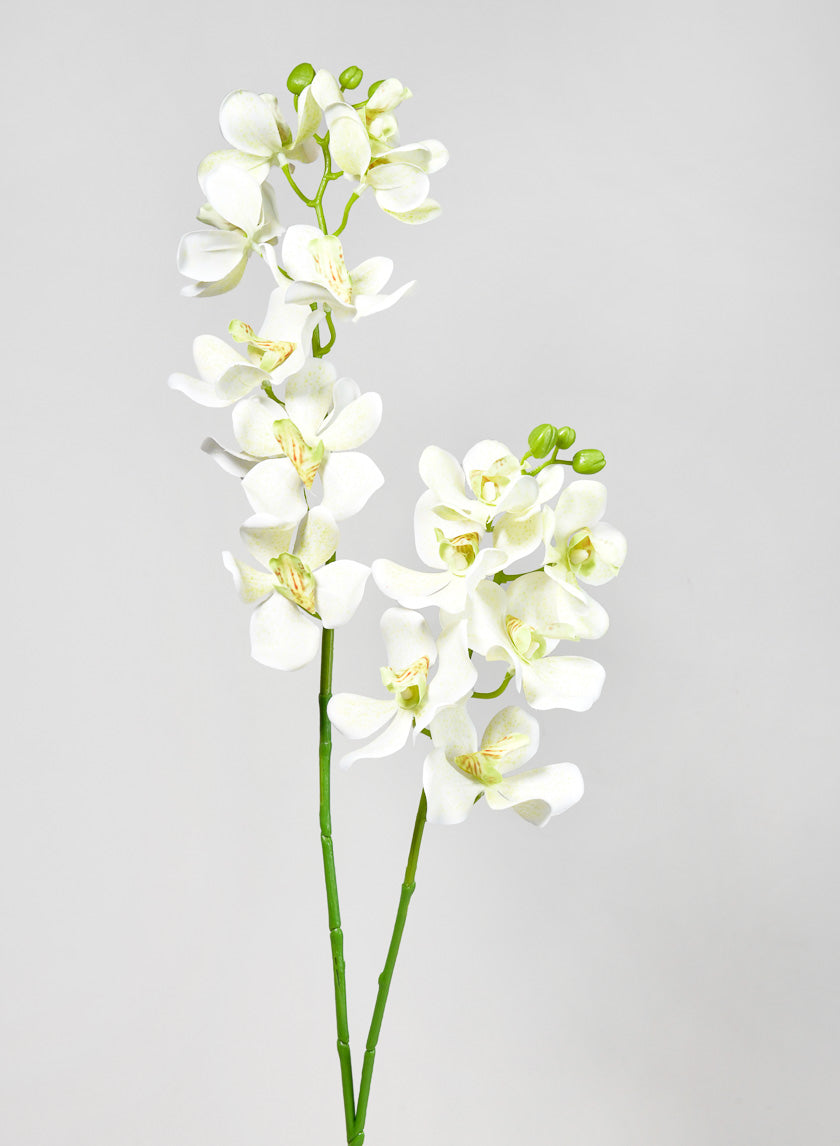 33in Long Green Double Orchid Stem Decor Jamaligarden
