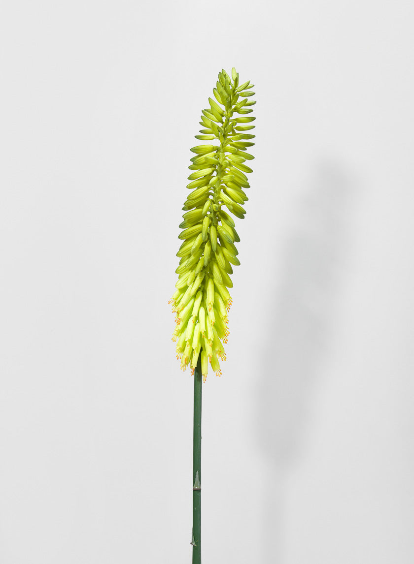 34in Long Cape Aloe Flower, Green Decor Jamaligarden