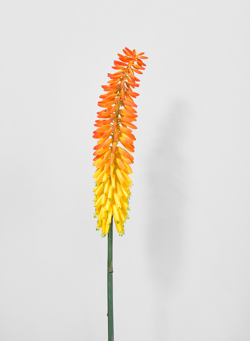 34in Long Cape Aloe Flower, Orange Decor Jamaligarden