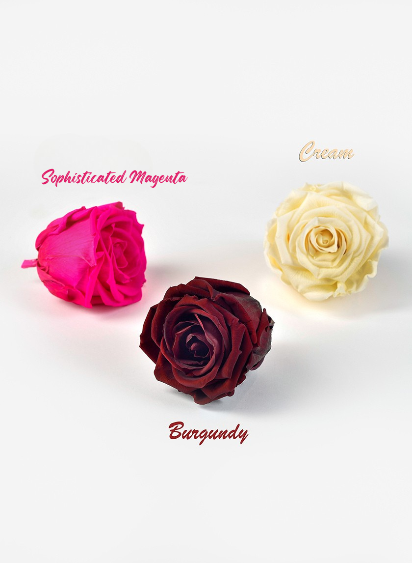 Preserved Sophisticated Magenta Rose, Set of 6 Decor Jamaligarden