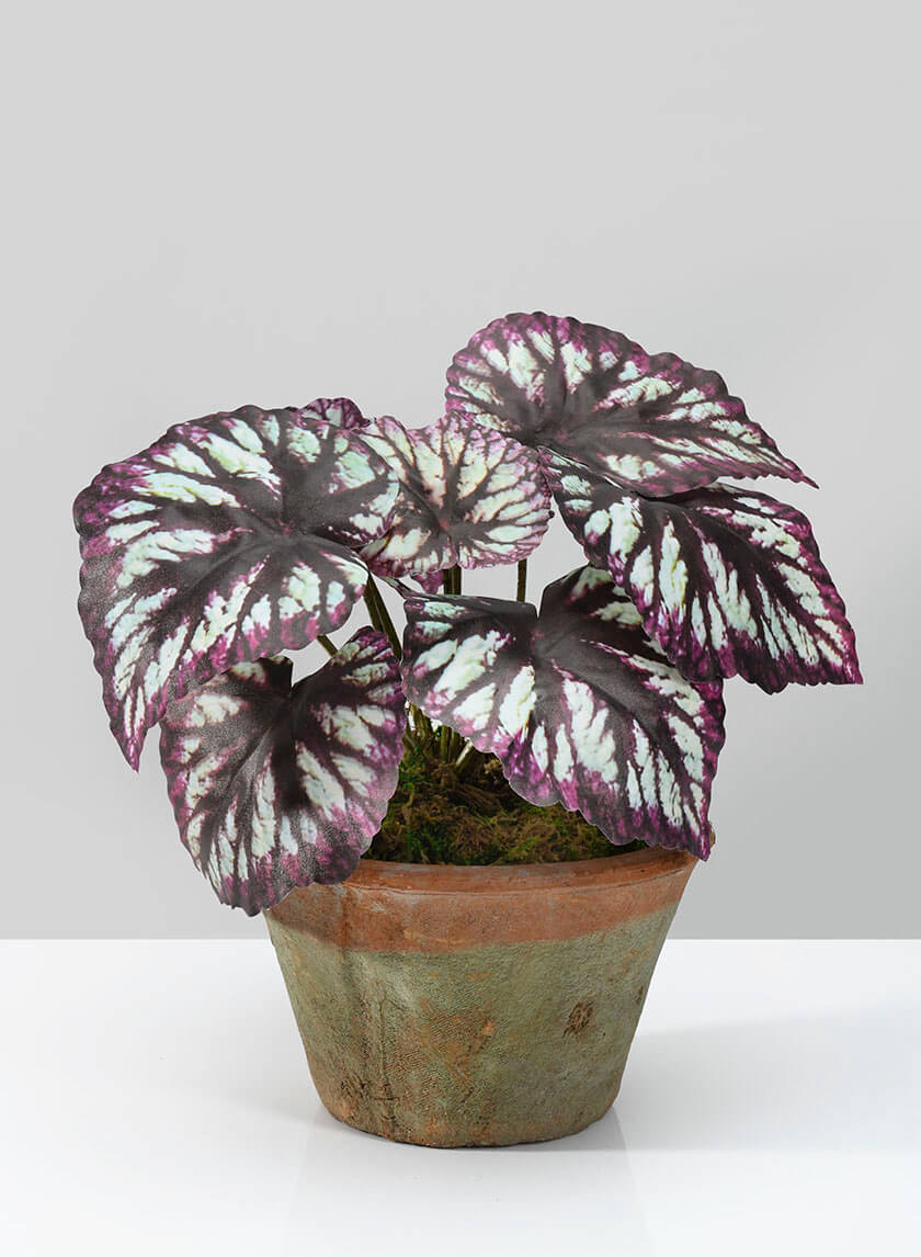 13in Tall Potted Begonia Cathayana Decor Jamaligarden
