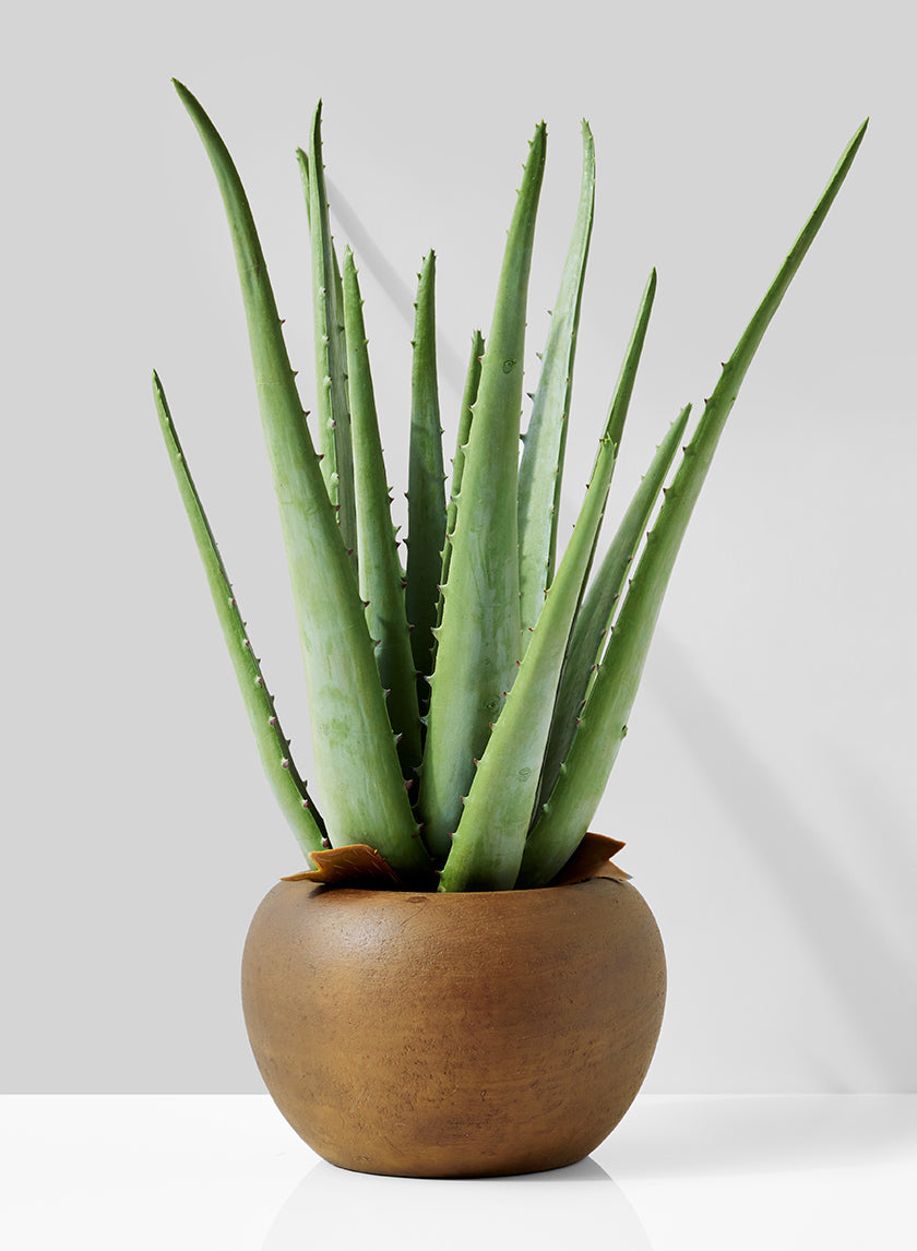 13.5in Tall Aloe In Brown Pot Decor Jamaligarden