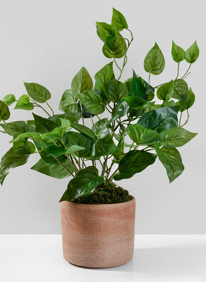 16.5in Tall Potted Pothos Decor Jamaligarden