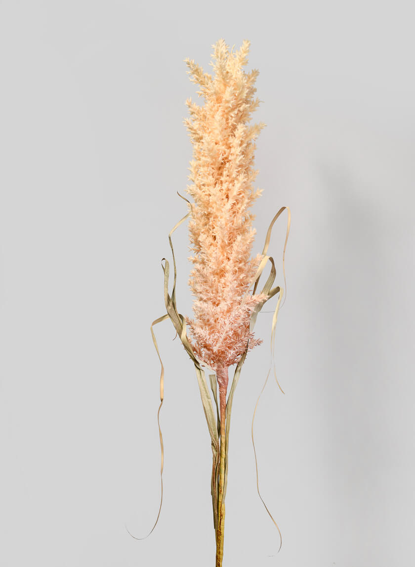 42in Long Beige Pampas Grass Reed Decor Jamaligarden