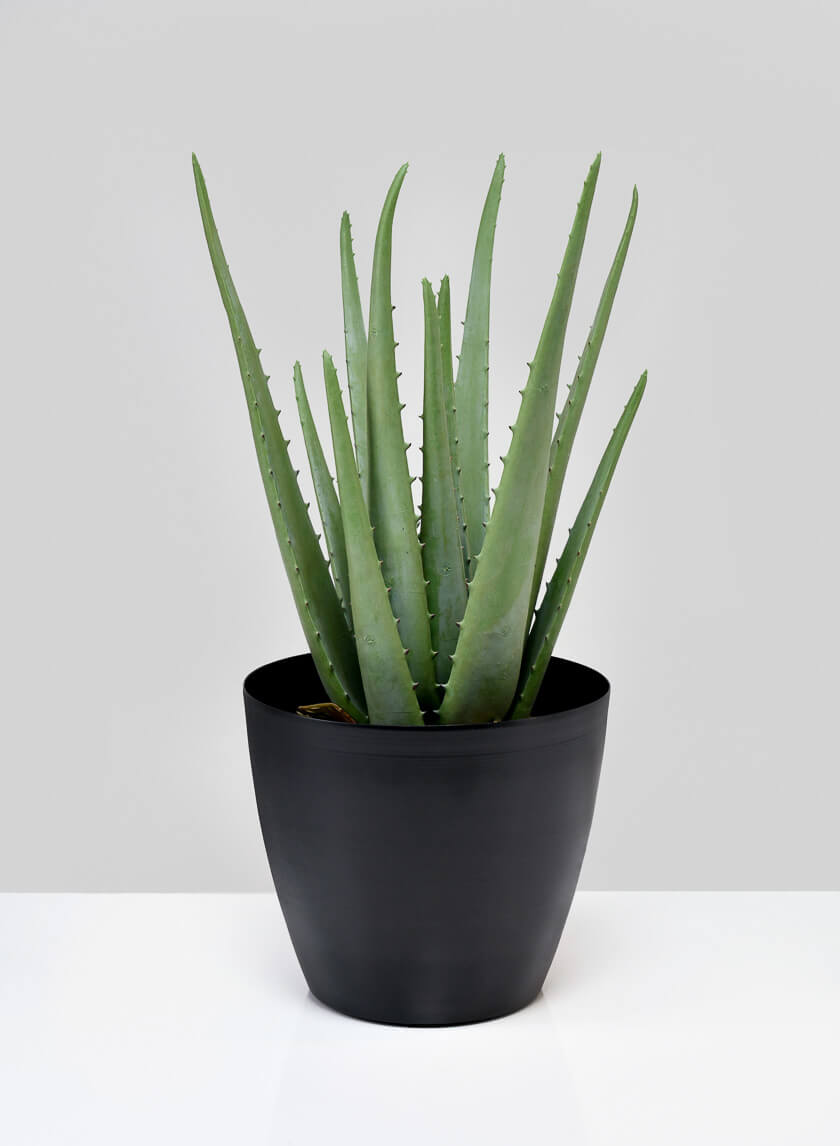 5.5in Tall Black Elegance Cachepot, Set of 2 Decor Jamaligarden