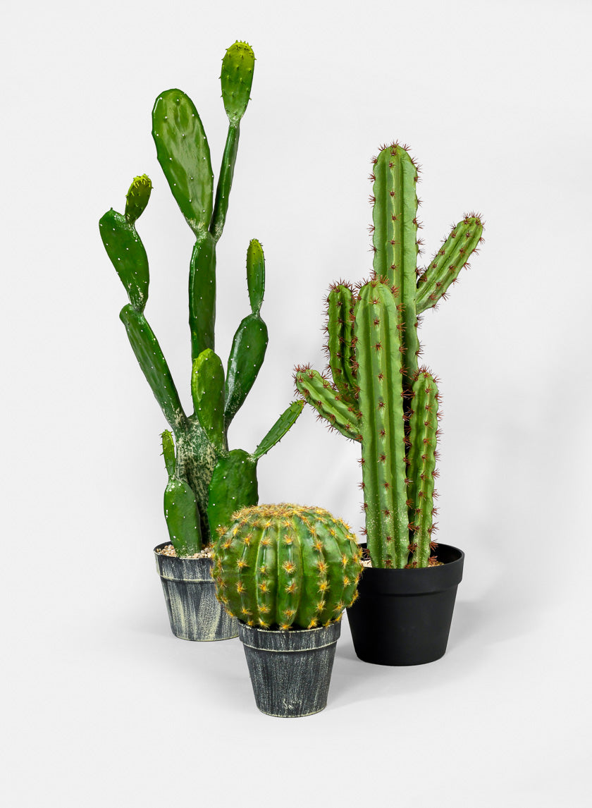 34in Long Angel Wing Cactus Plant Decor Jamaligarden