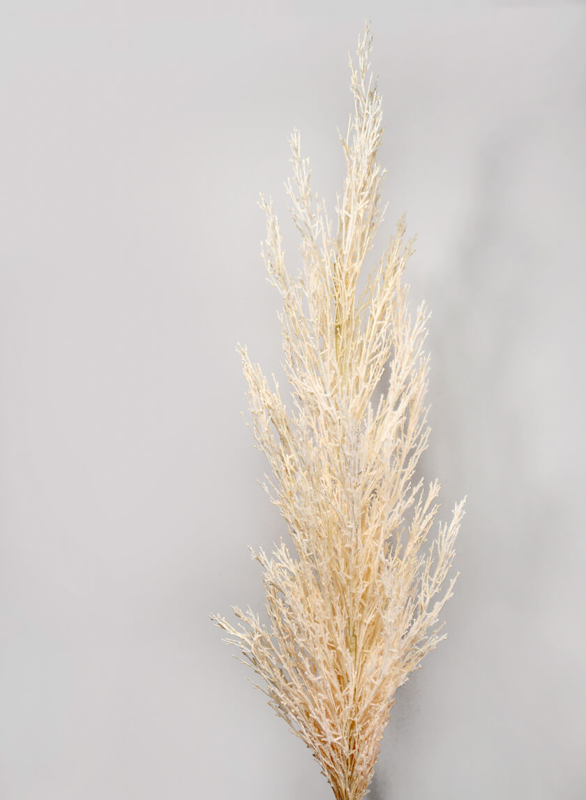 51in Long Cream Pampas Grass Reed Decor Jamaligarden