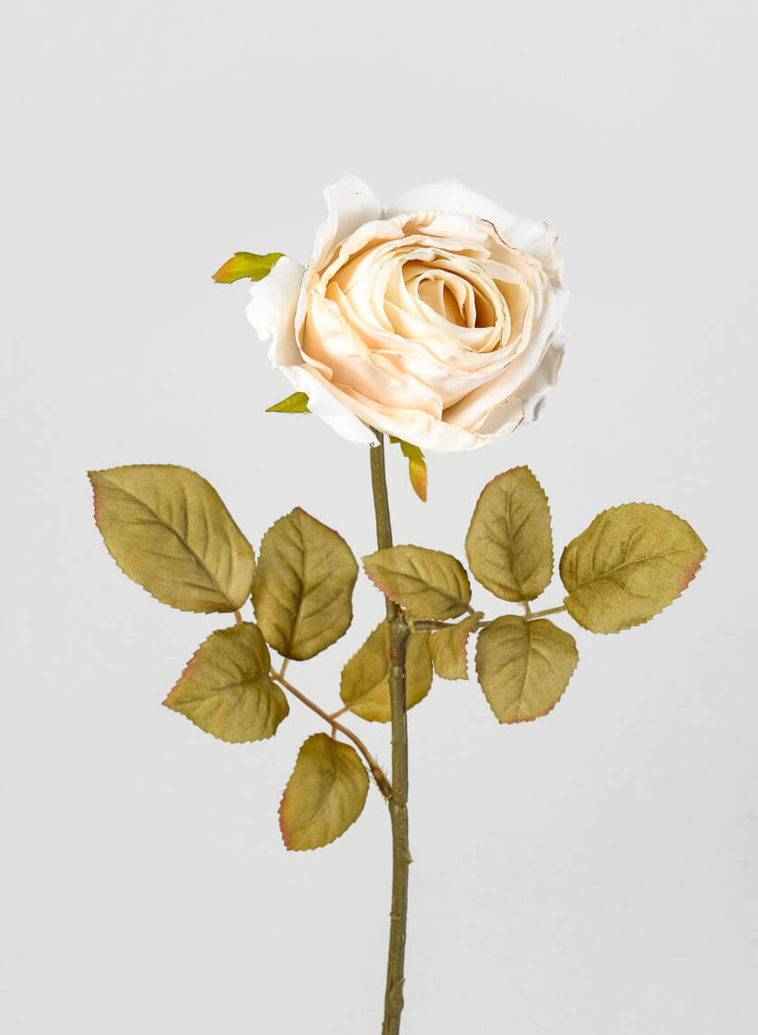 26.5in Long Cream Single Tea Rose Spray, Case of 12 Decor Jamaligarden