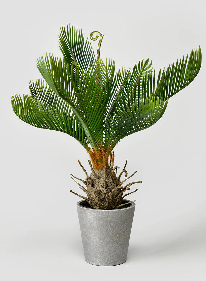 17in Tall Cycad Decor Jamaligarden