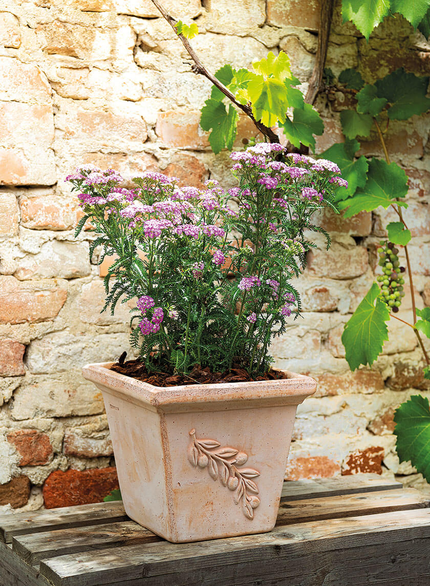 7.75in Tall Square Quadra Olive Pot Decor Jamaligarden