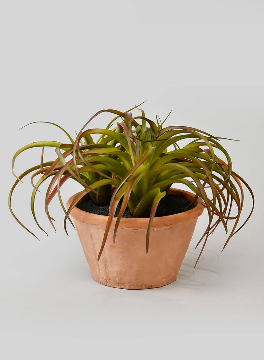 8in Tall Medium Potted Tillandsia Decor Jamaligarden