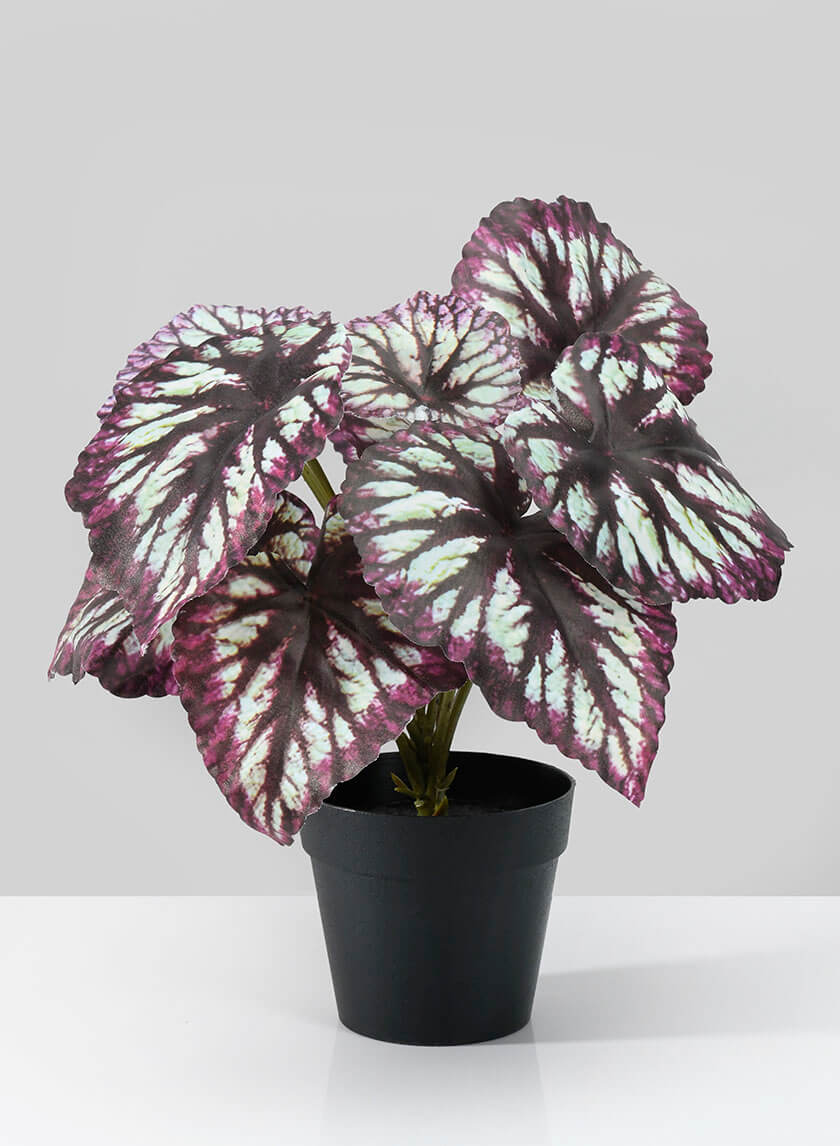 13in Tall Potted Begonia Cathayana Decor Jamaligarden