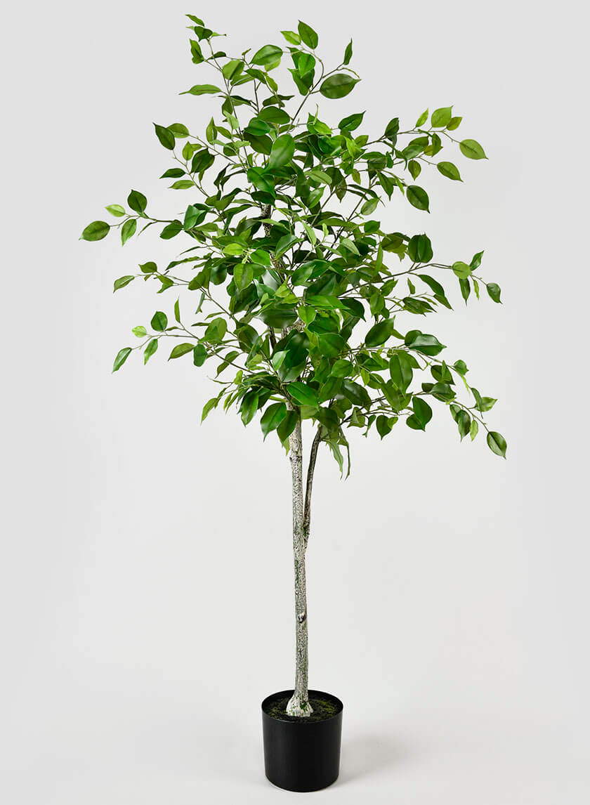 59in Tall Ficus Tree Decor Jamaligarden
