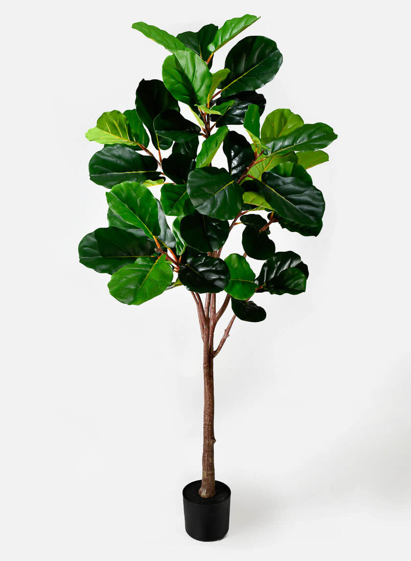 71in Tall Fiddle Leaf Fig Plant Decor Jamaligarden