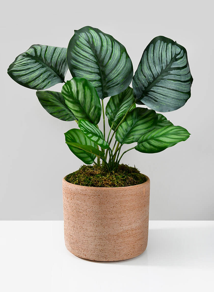 5in Tall Cilindro Luna Terracotta Pot Decor Jamaligarden