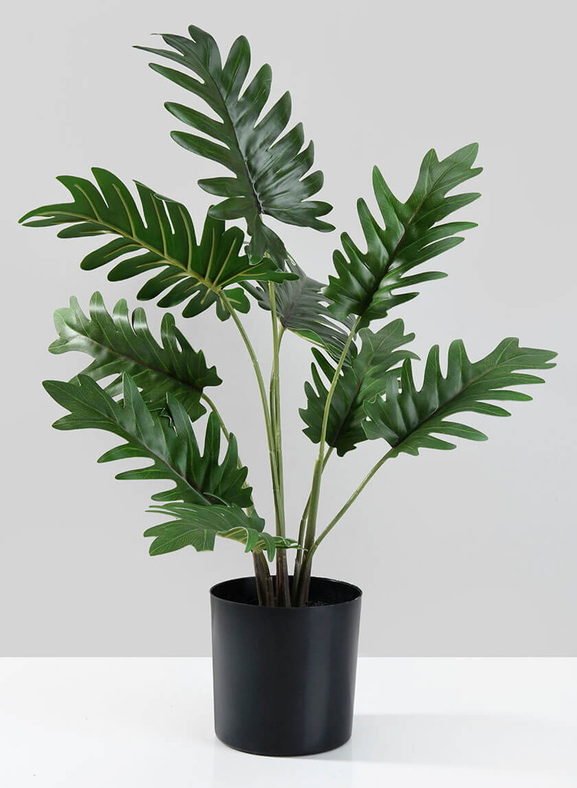 17in Tall Potted Philodendron Decor Jamaligarden