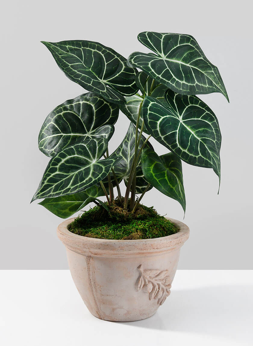 Ciotola Olive Bell Pot Decor Jamaligarden 7.75in EACH