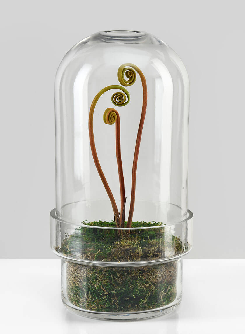 11in Tall Swazi Glass Terrarium, Large Decor Jamaligarden