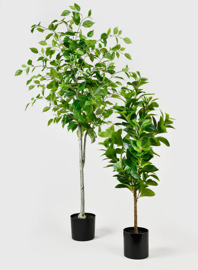 43in Tall Pepper Elder Plant Decor Jamaligarden