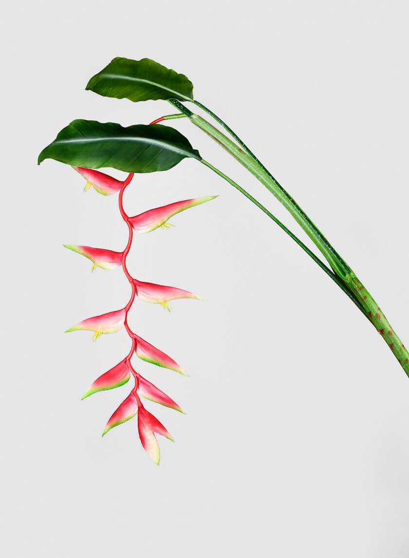57in Long Hanging Heliconia Stem Decor Jamaligarden