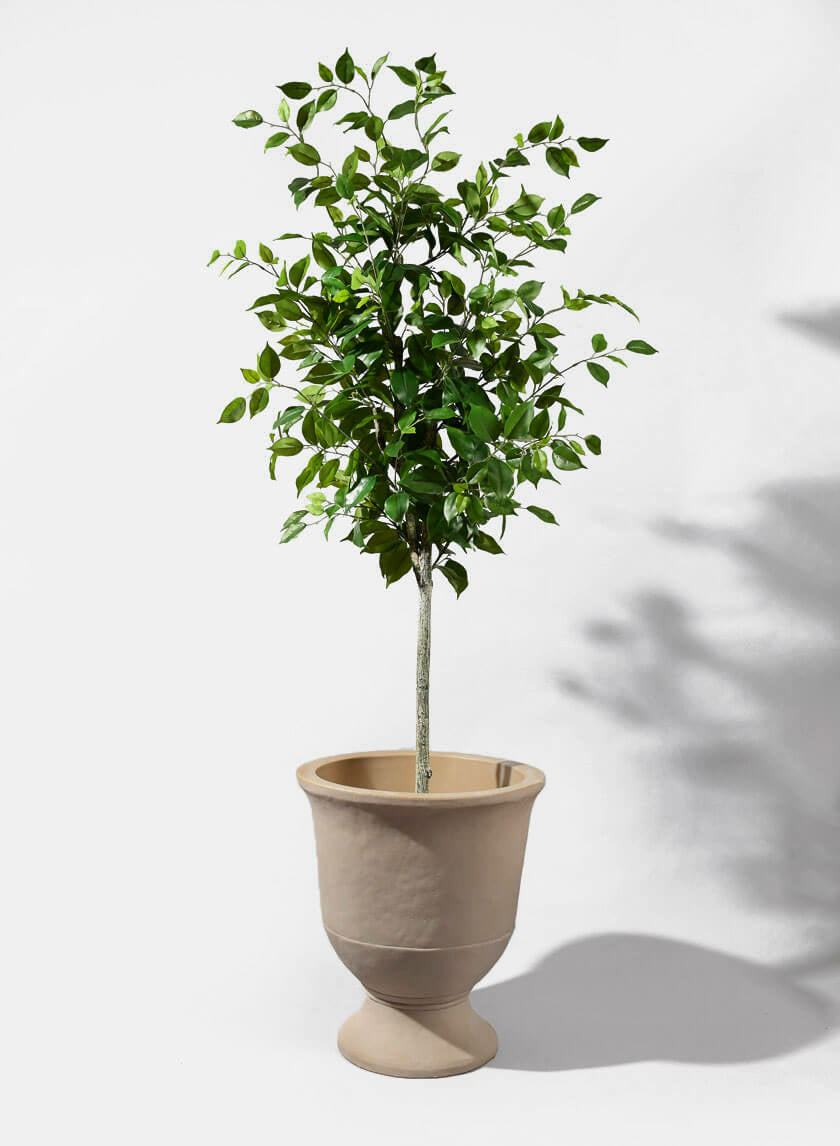 59in Tall Ficus Tree Decor Jamaligarden