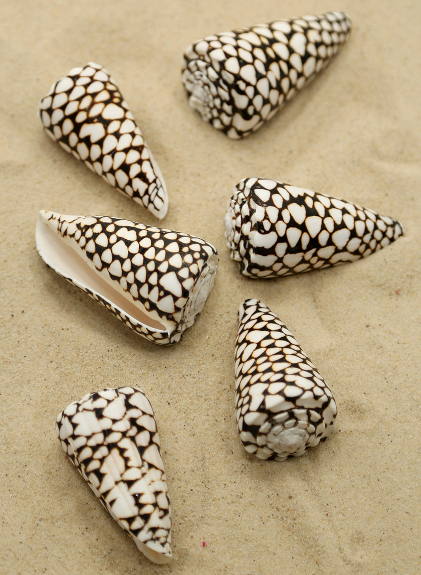 2in Marble Cones Decor Jamaligarden