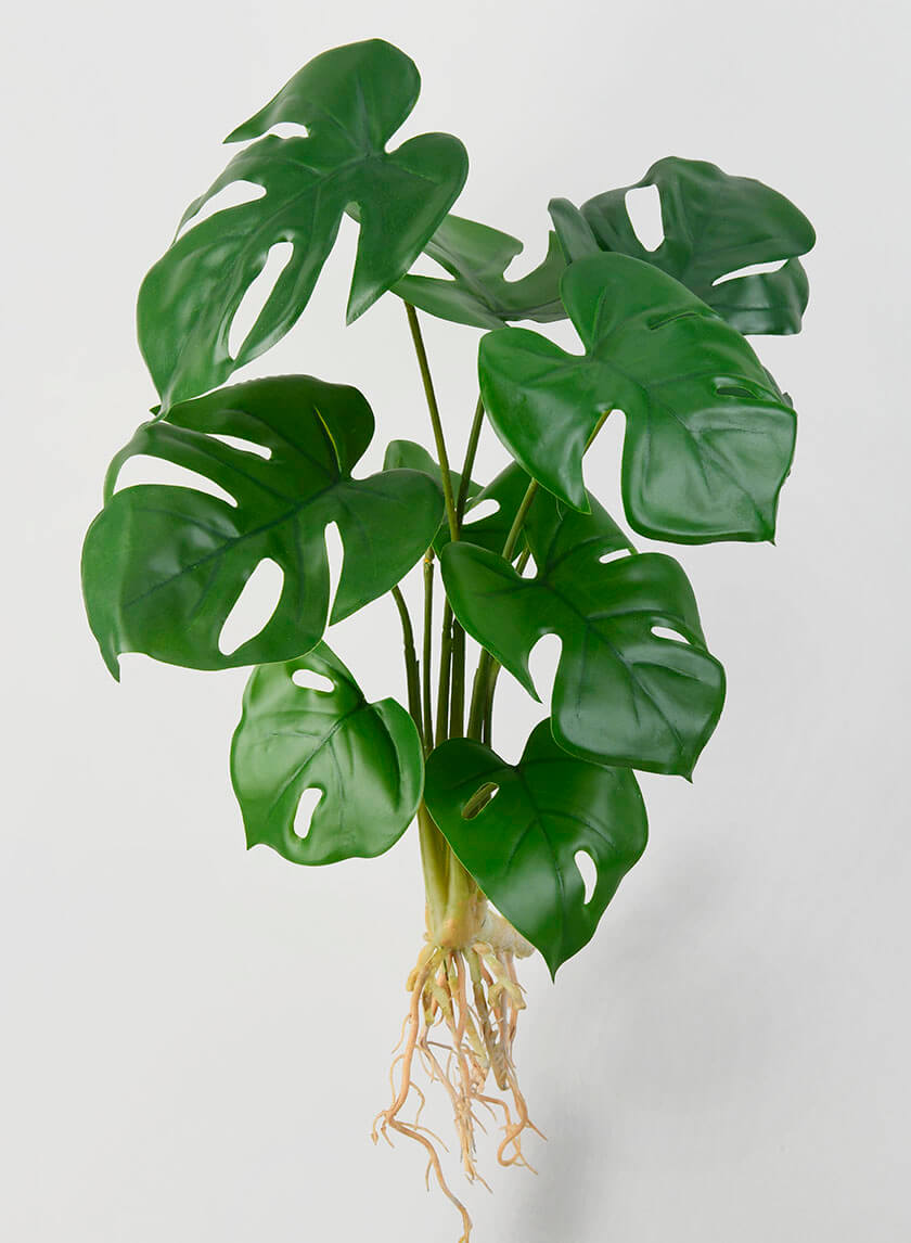 19in Long Small Monstera Leaf Bush with Roots Decor Jamaligarden