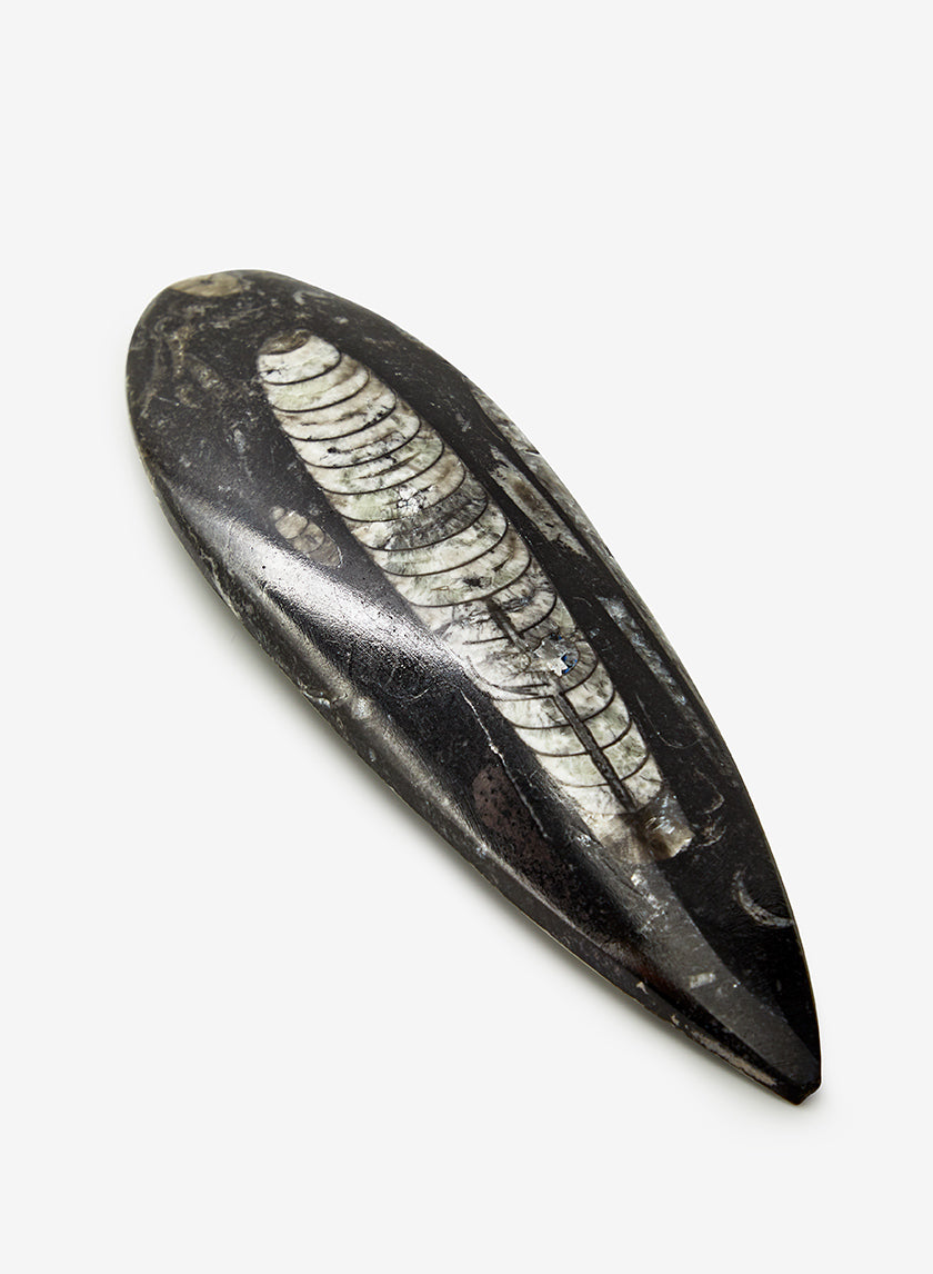 Orthoceres Shell Decor Jamaligarden