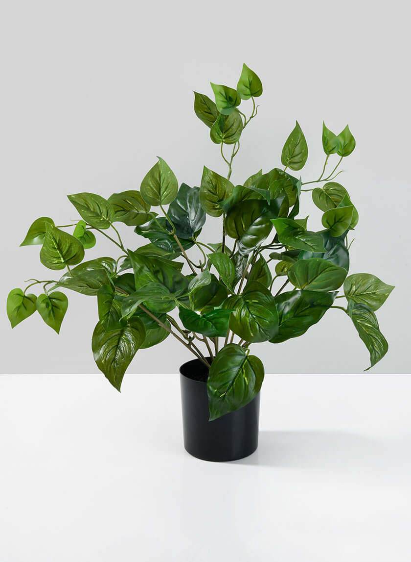 16.5in Tall Potted Pothos Decor Jamaligarden