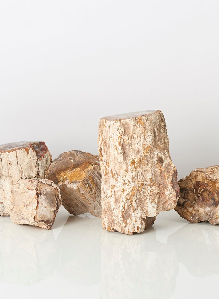 3-9in Petrified Wood Mini Trunks Decor Jamaligarden