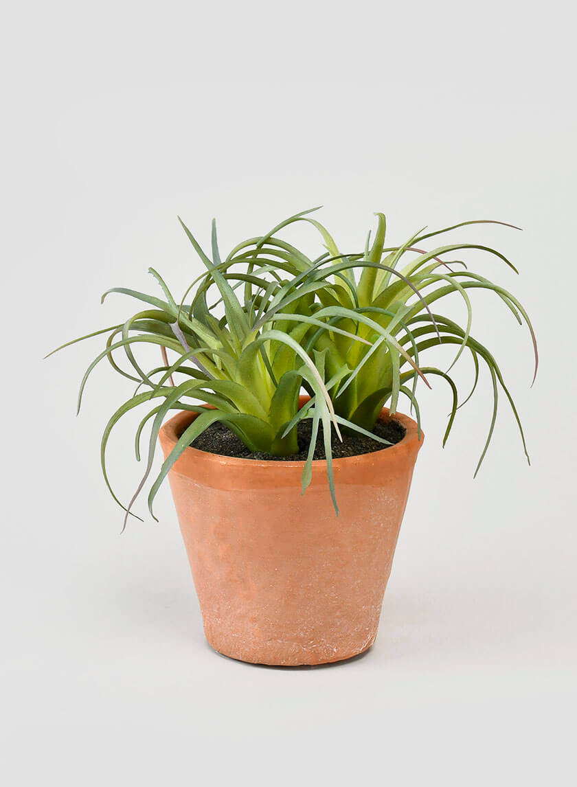 6in Tall Small Potted Tillandsia Decor Jamaligarden