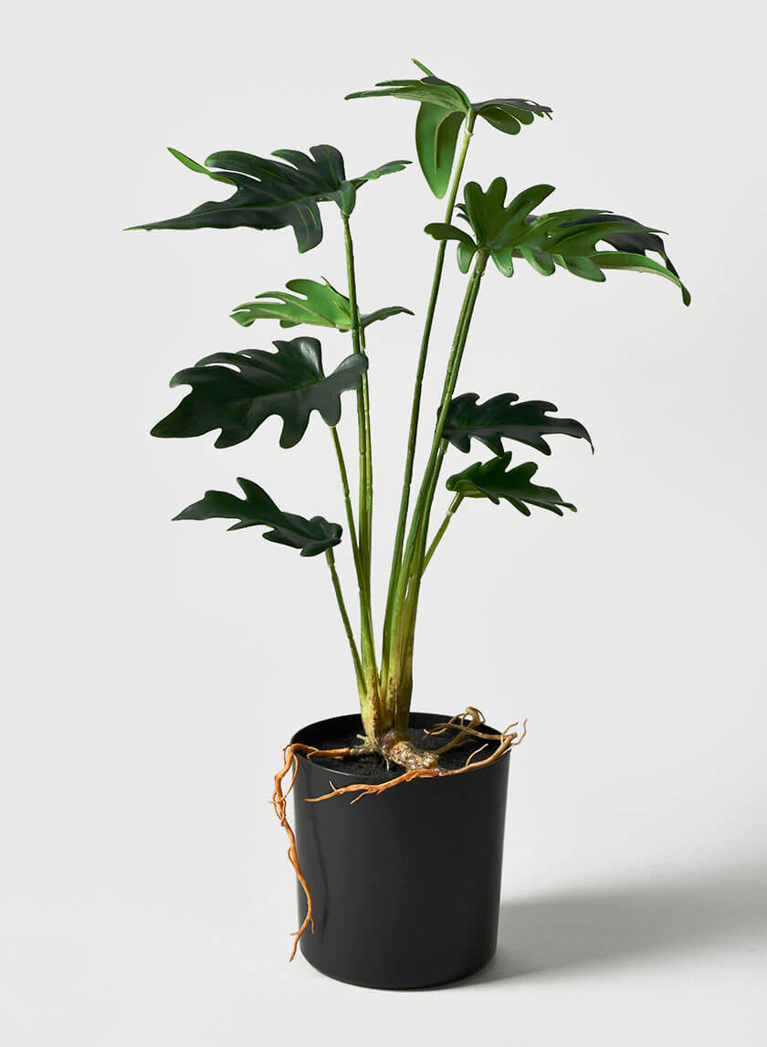 17in Long Xanadu Thaumatophyllum Plant Decor Jamaligarden